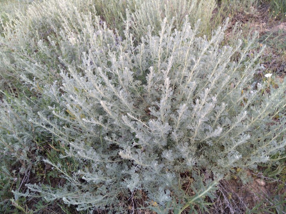 Полынь горькая (Artemisia absinthium)परव
