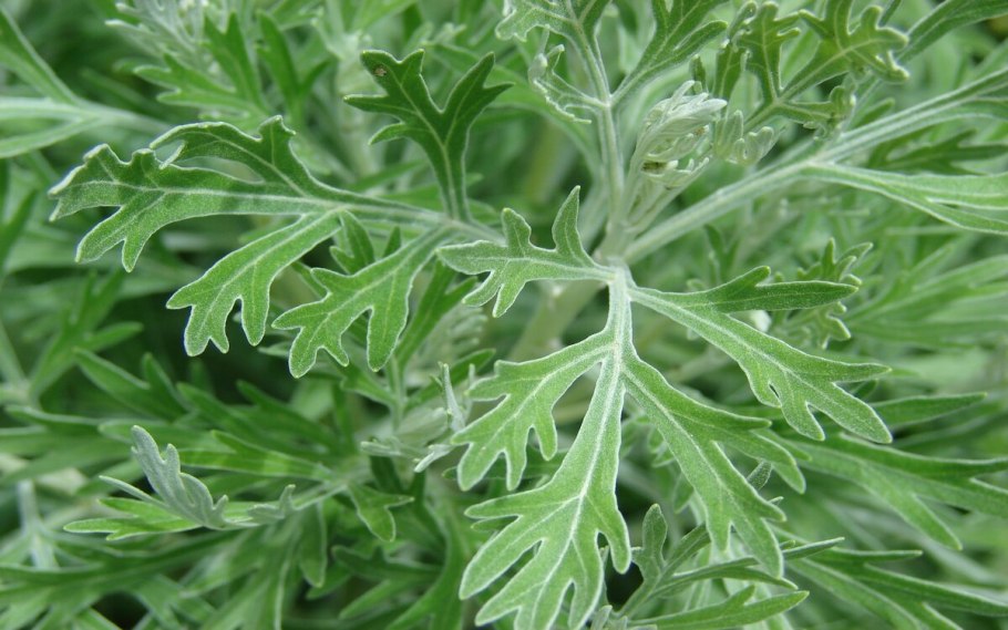 Полынь обыкновенная (Artemisia vulgaris)
