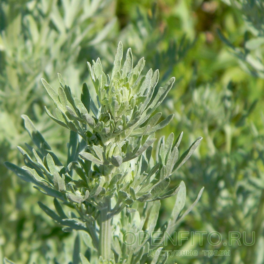 Полынь горькая (Artemisia absinthium)