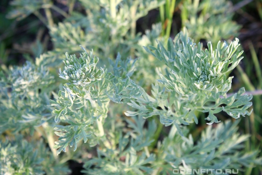 Полынь Artemisia absinthium
