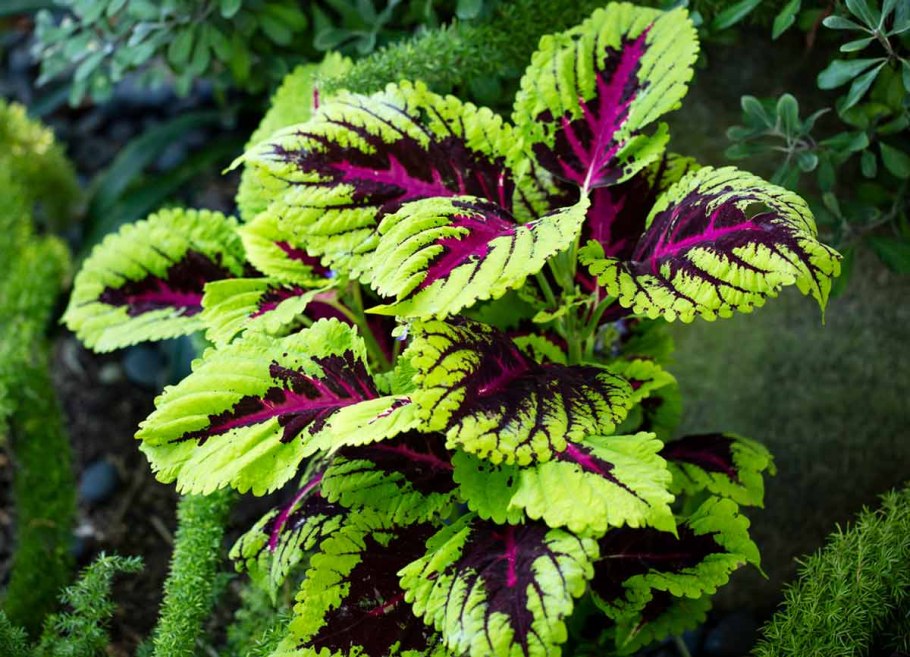 Колеус Крапивка