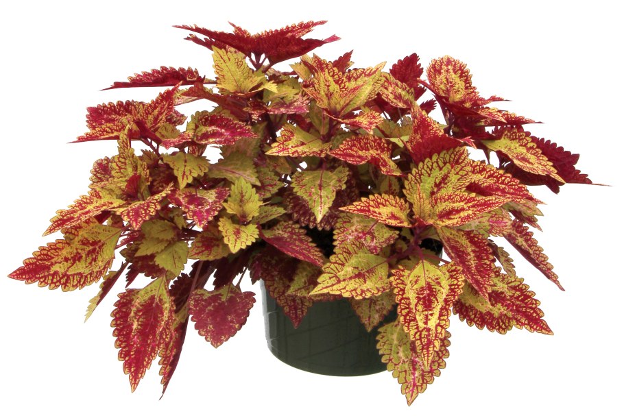 Маранта, колеус, паунсеттия (молочай)