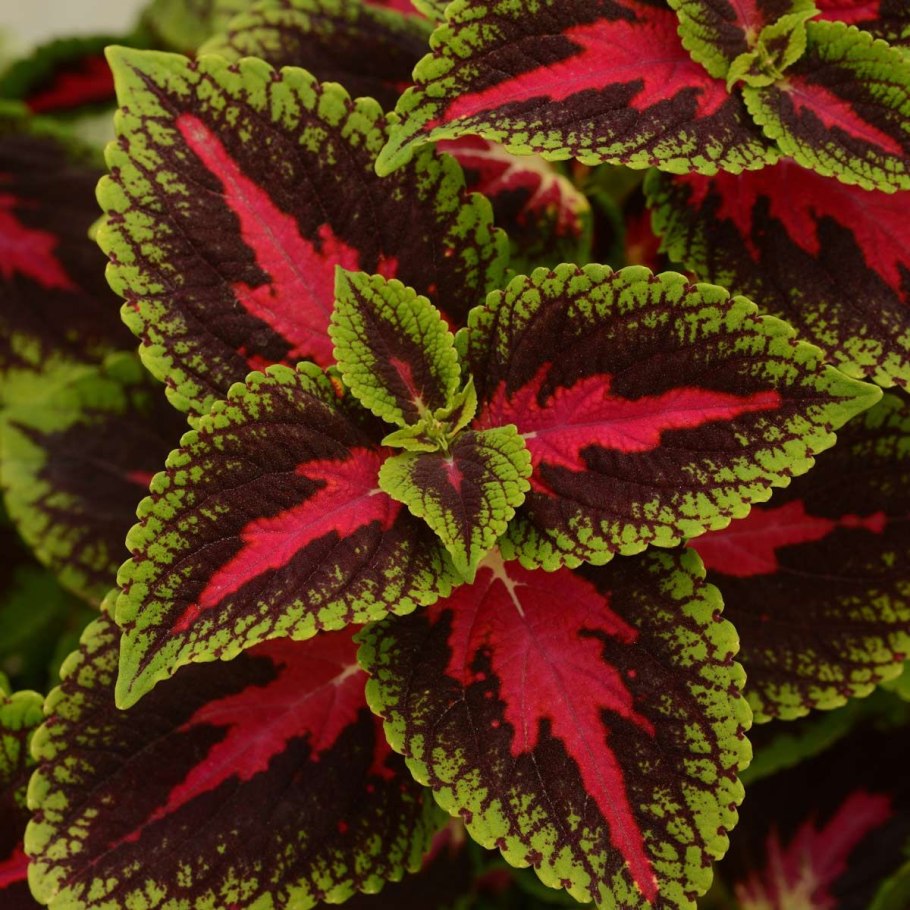 Колеус Ренельта Coleus rehneltianus
