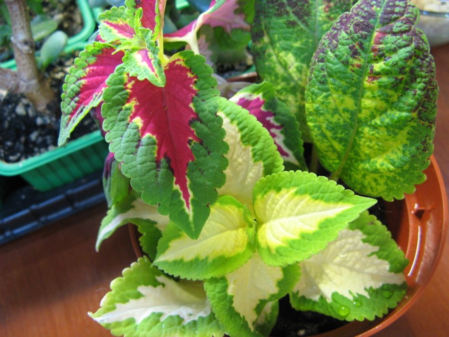 Колеус Ренельта