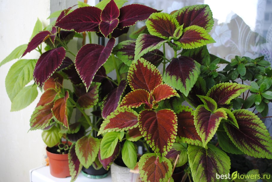 Колеус Блюма