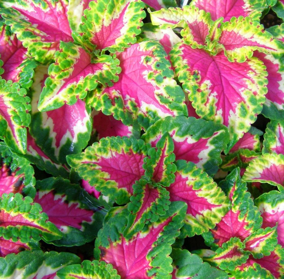 Цветок Крапивка колеус