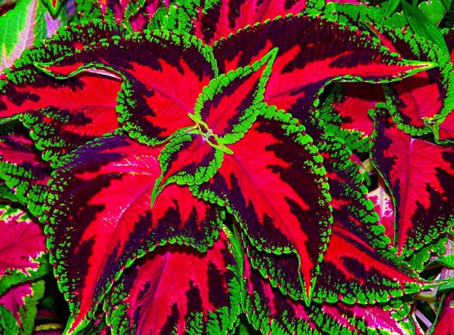 Колеус Red Coat