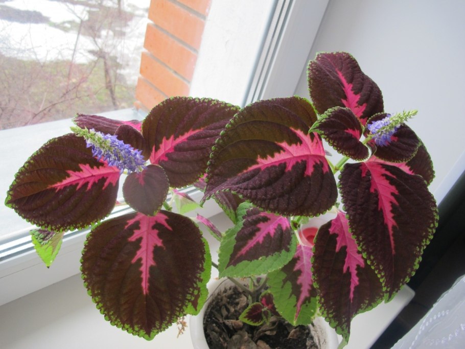 Колеус Крапивка (семейство Губоцветные)