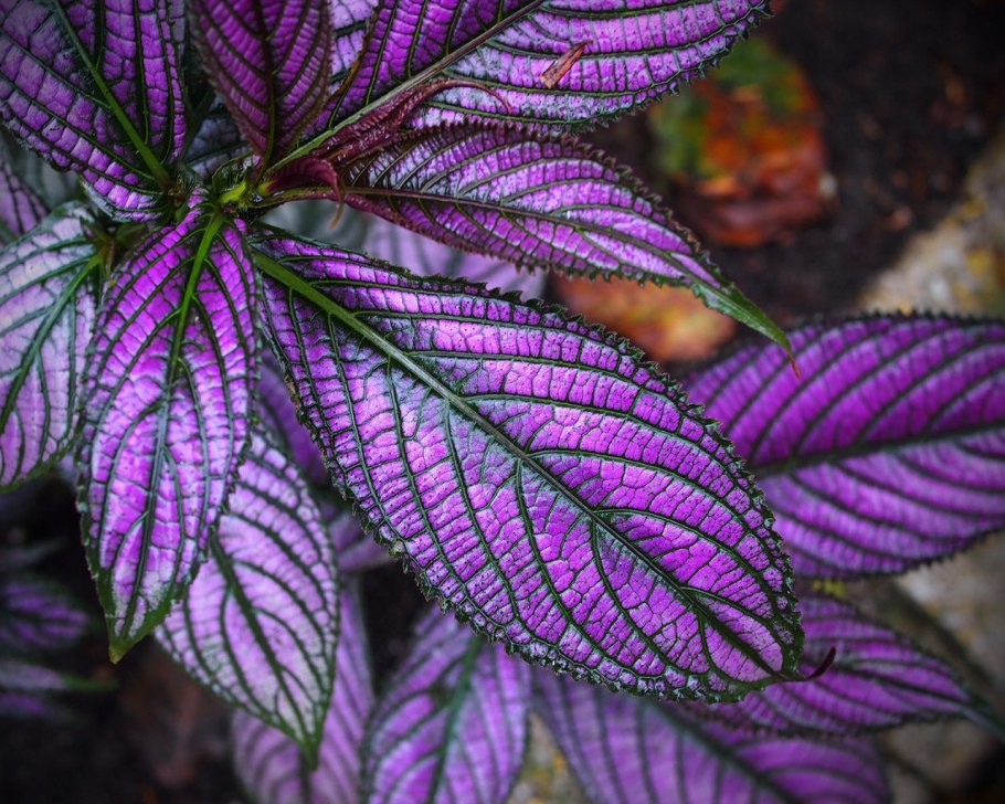 Колеус Крапивка