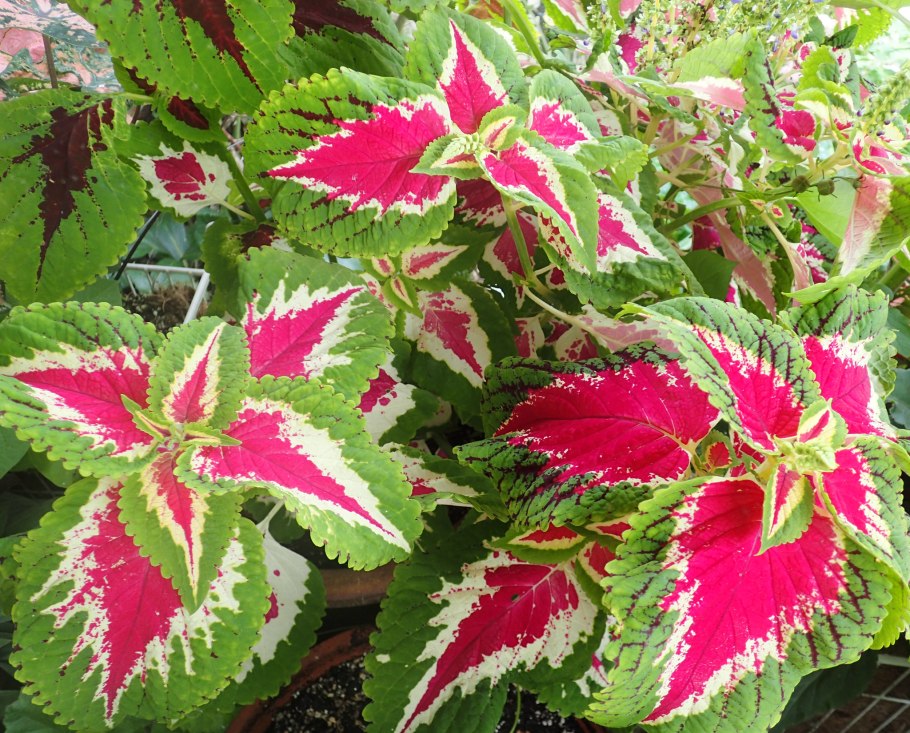 Колеус Вершаффельта