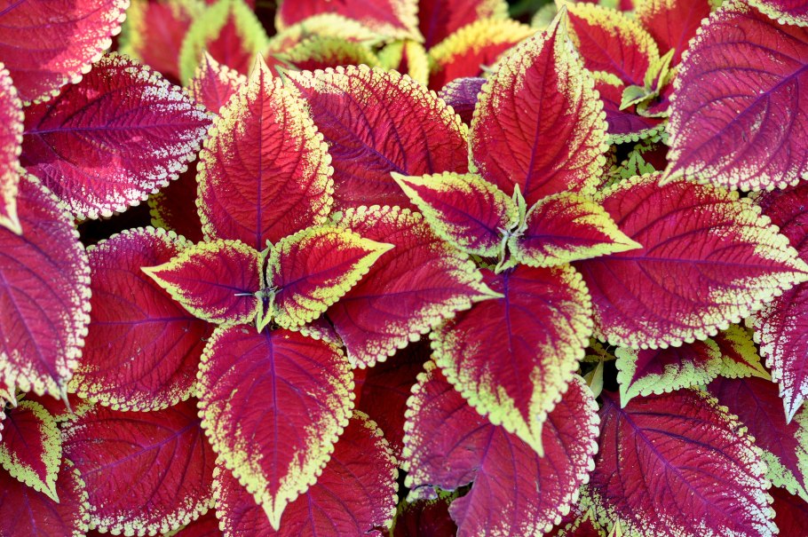 Семена колеус Крапивка