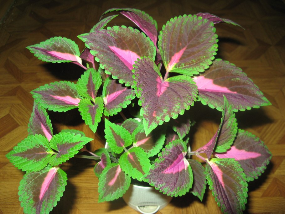 Колеус Cracklin Rosie