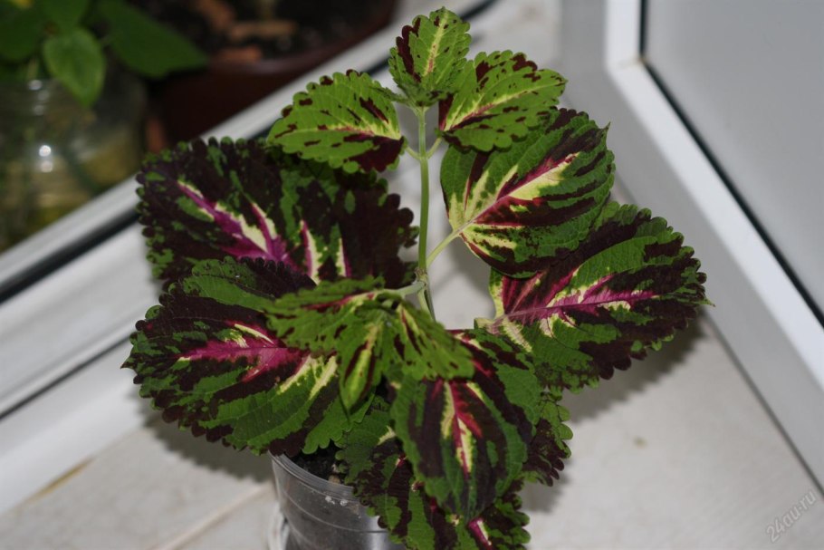 Колеус Tabasco