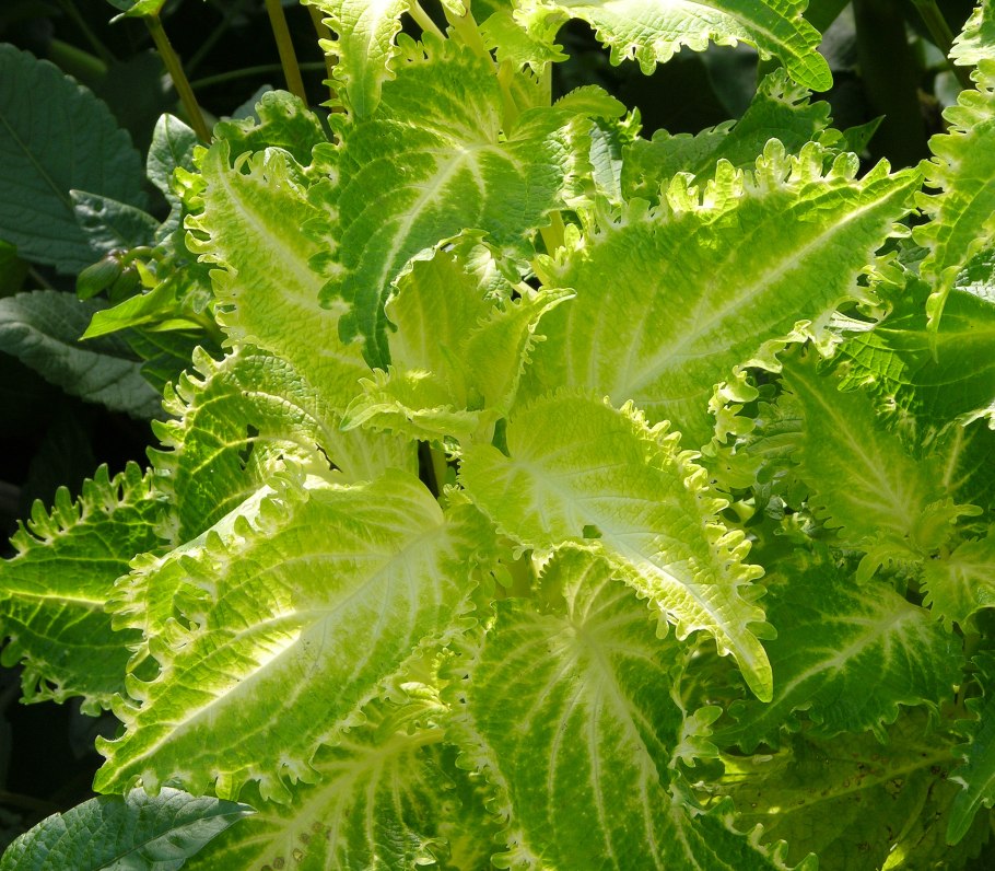 Колеус домашний цветок