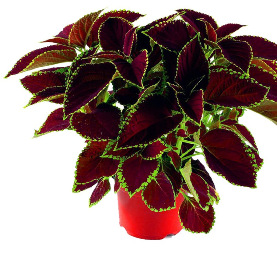 Колеус Coleus Juliet Quartermain