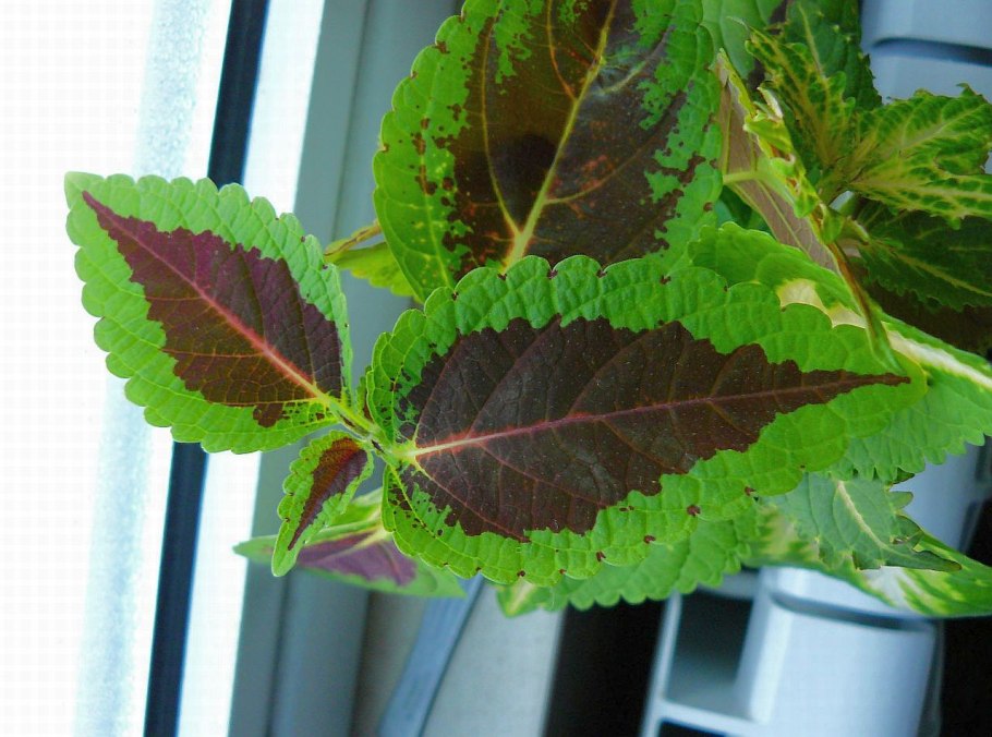 Колеус крапивка