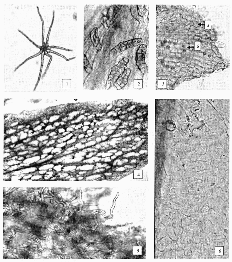 Цветок липы сердцевидной микроскопия