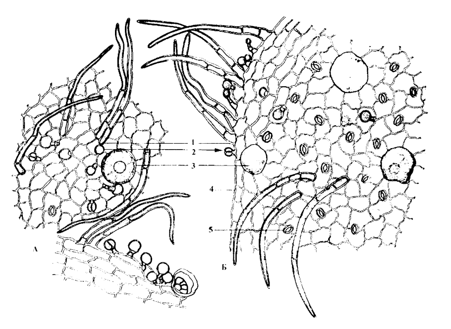 Макроскопический анализ лекарственного сырья