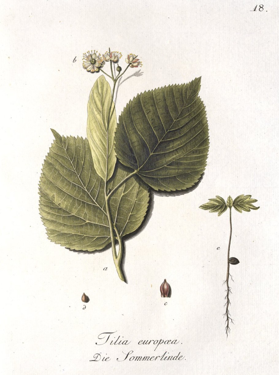 Липы соплодия сырье