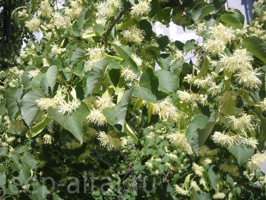 Липа американская