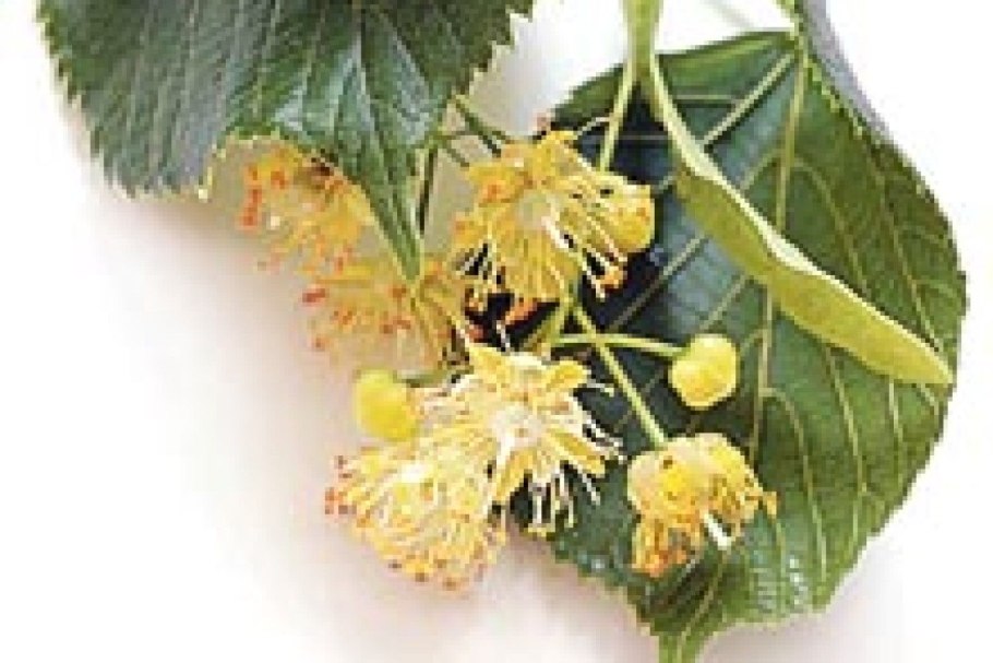 Липа сердцевидная (Tília cordáta)