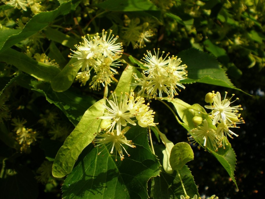 Липа сердцевидная (Tília cordáta)