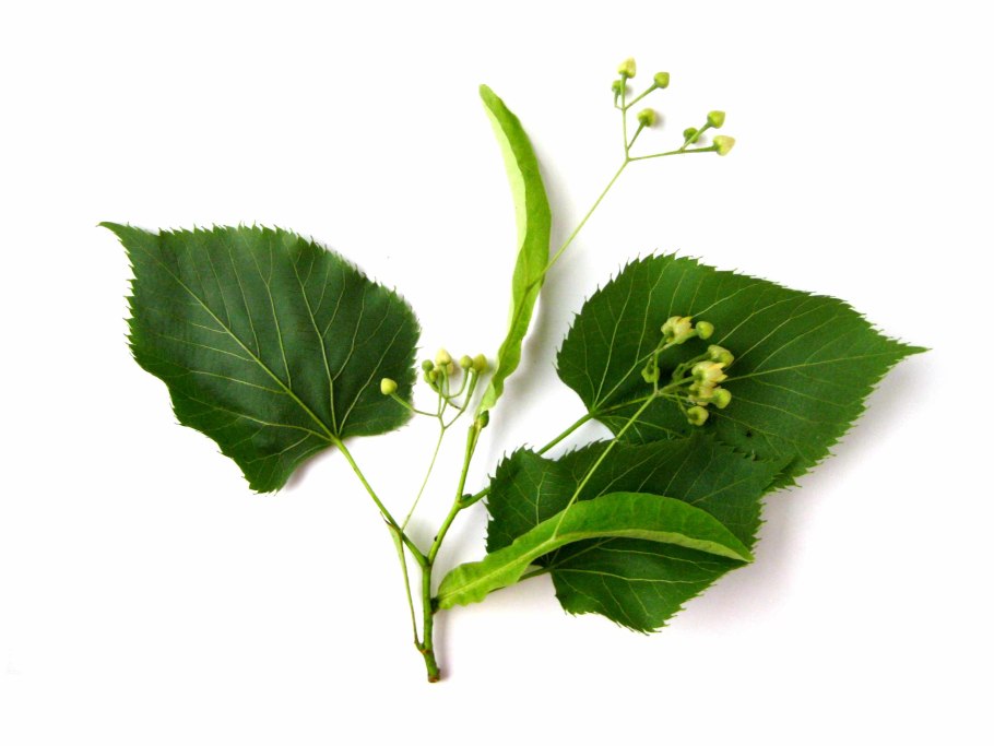 Липа сердцевидная ботаника