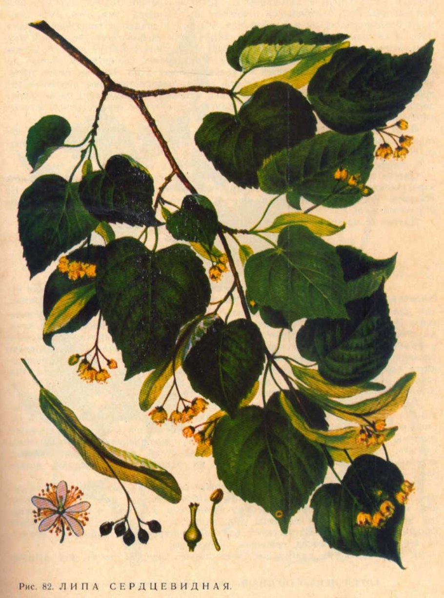 Липа сердцевидная ГФ