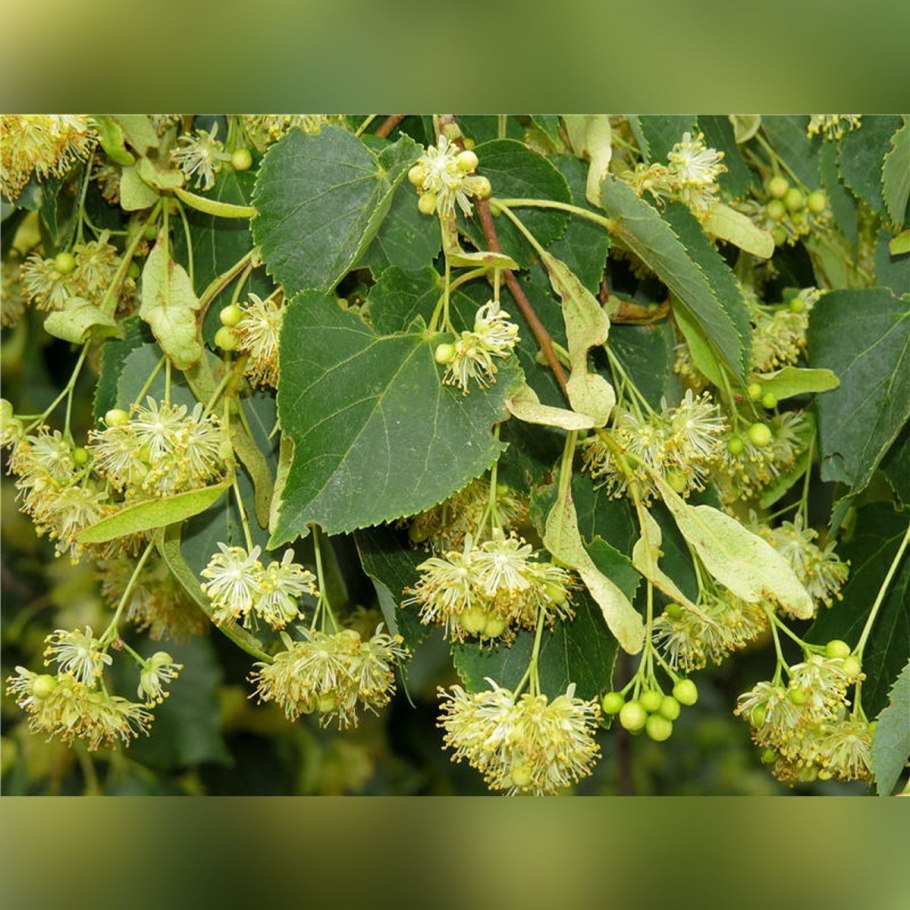 Липа липа мелколистная листья