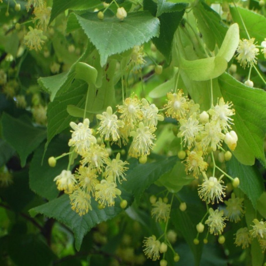 Цветки липы сердцевидной