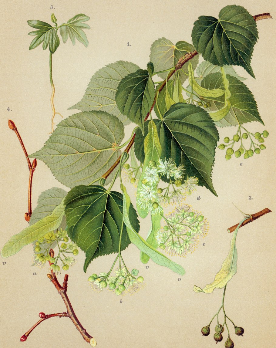 Липа мелколистная ботаника