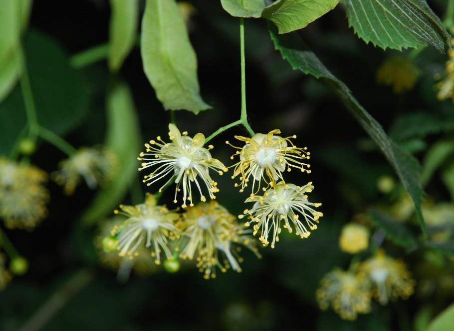 Липа сердцевидная и плосколистная