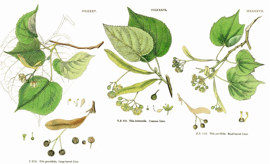 Липа мелколистная ботаника