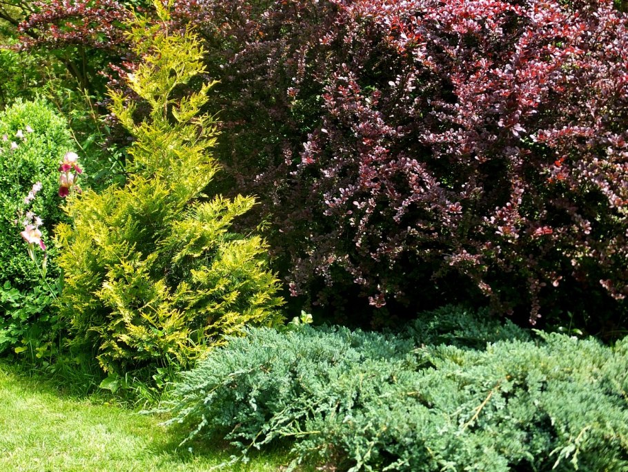 Пузыреплодник и Барбарис