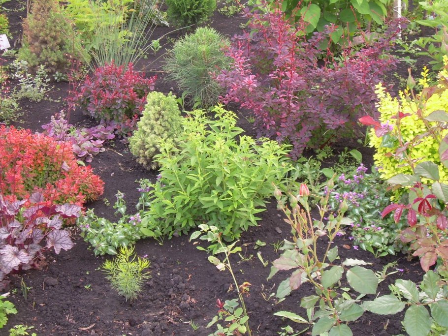 Дерен спирея Барбарис