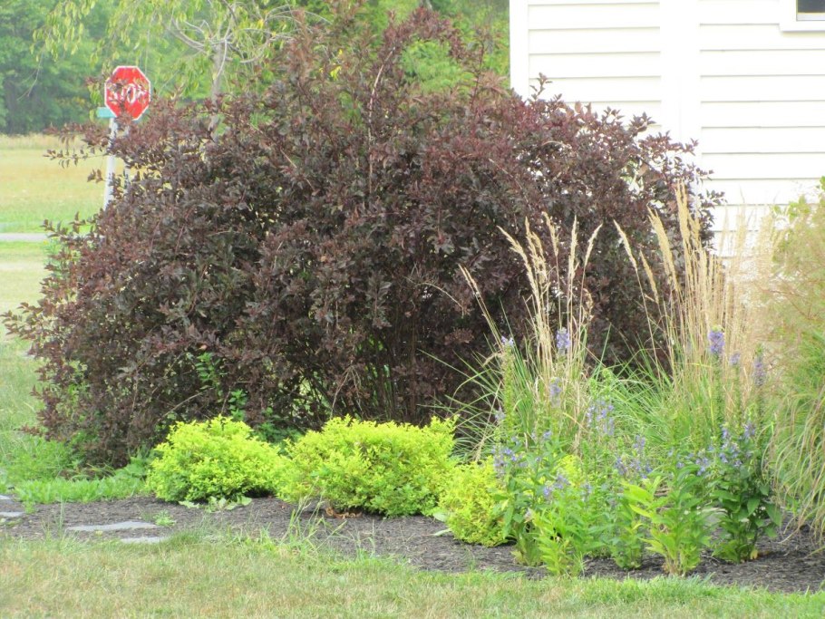 Пузыреплодник дерен пузыреплодник