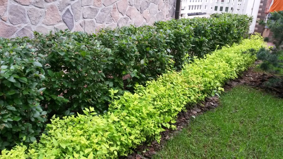 Пузыреплодник Лютеус Живая изгородь