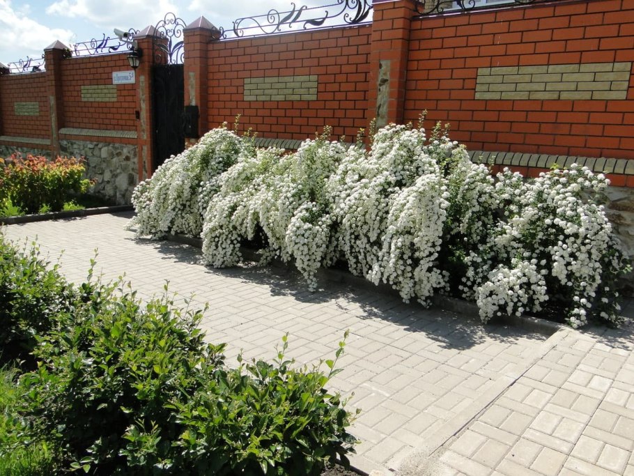 Спирея Грефшейм изгородь