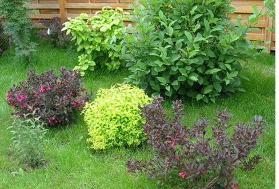 Дерен спирея Барбарис