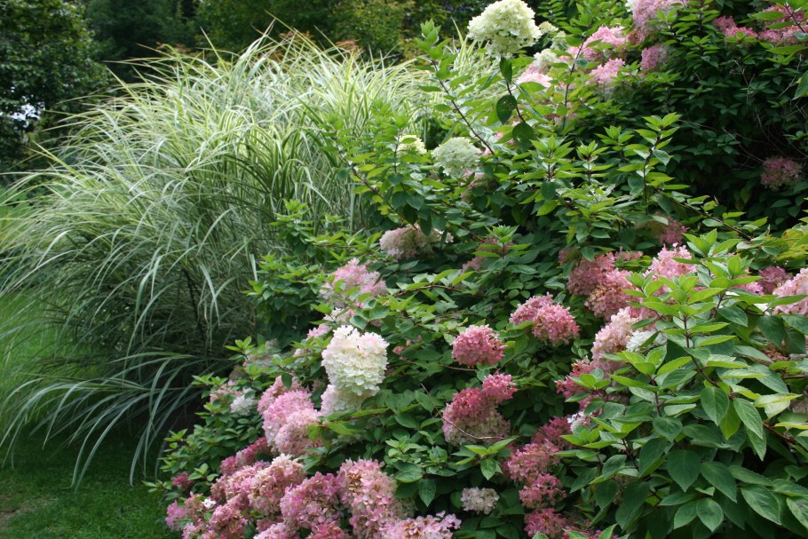 Гортензия метельчатая миксборд