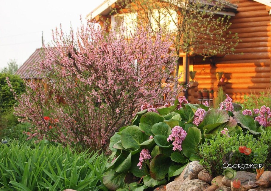 Дерен гортензия миндаль