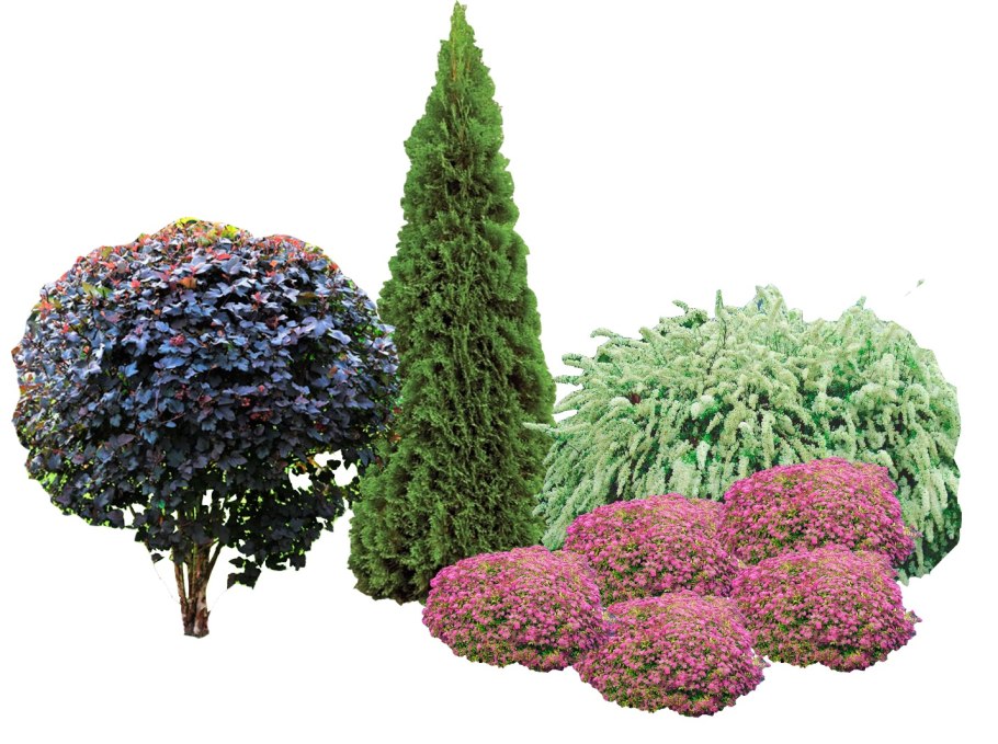 Туя и спирея