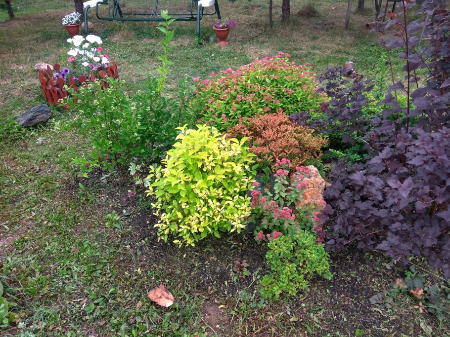 Клумба Барбарис пузыреплодник