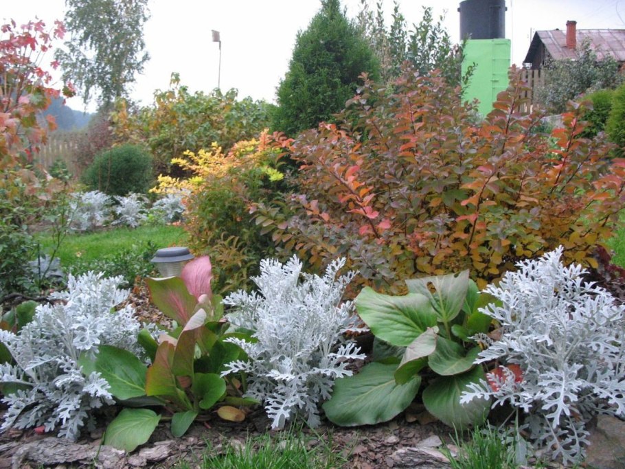 Миксбордер форзиция спирея Барбарис