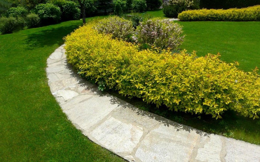 Пузыреплодник Ауреа