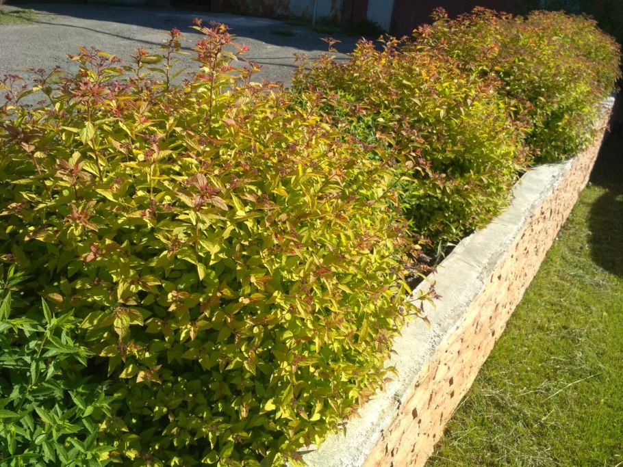 Спирея японская Голден принцесс бордюр
