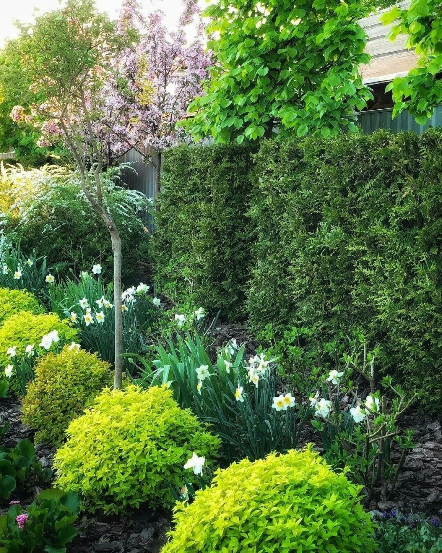 Туя, дерен, пузыреплодник