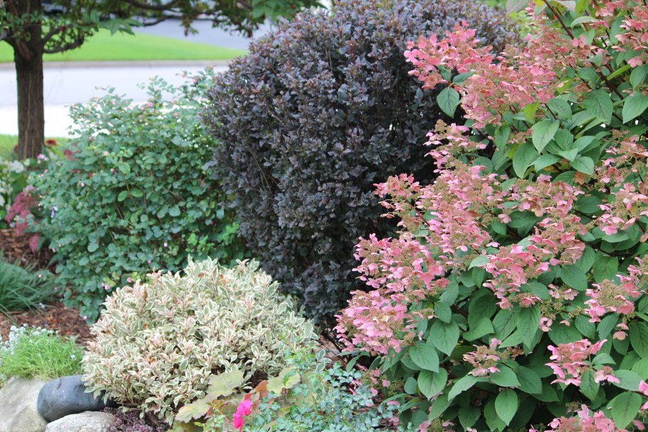 Спирея вейгела