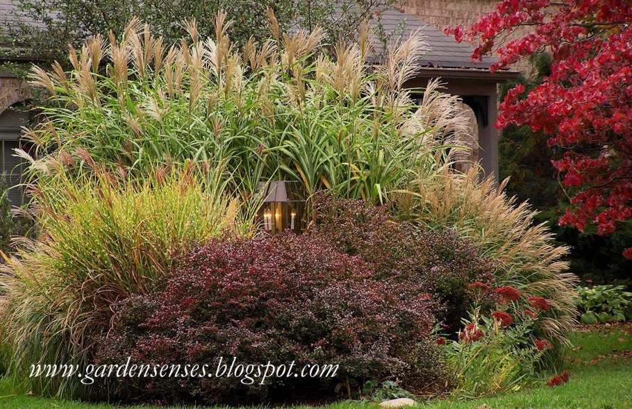 Миксбордер с барбарисом Тунберга