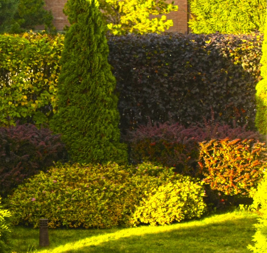 Туя, дерен, пузыреплодник